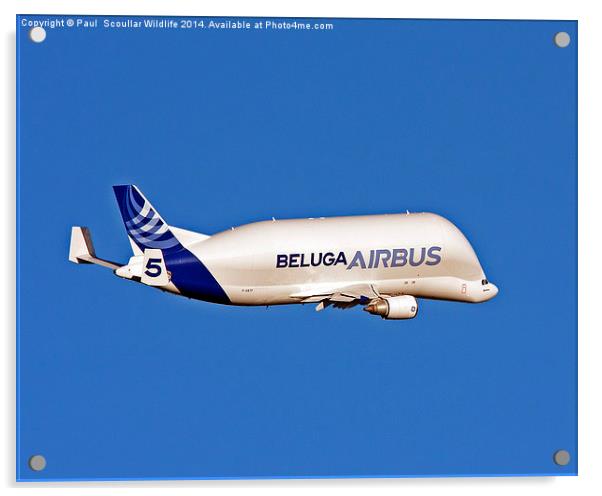 Airbus Beluga Acrylic by Paul Scoullar
