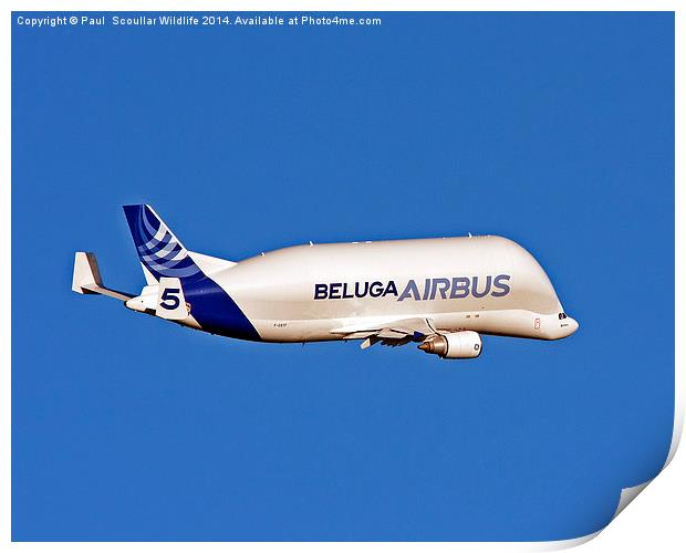 Airbus Beluga Print by Paul Scoullar