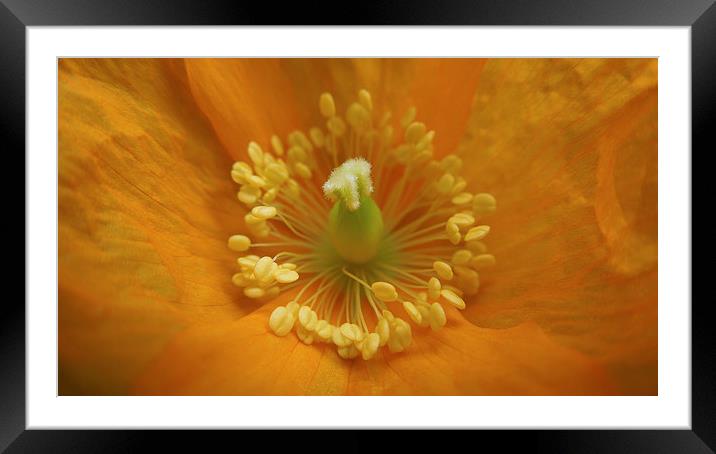 panoramic poppy Framed Mounted Print by Heather Newton