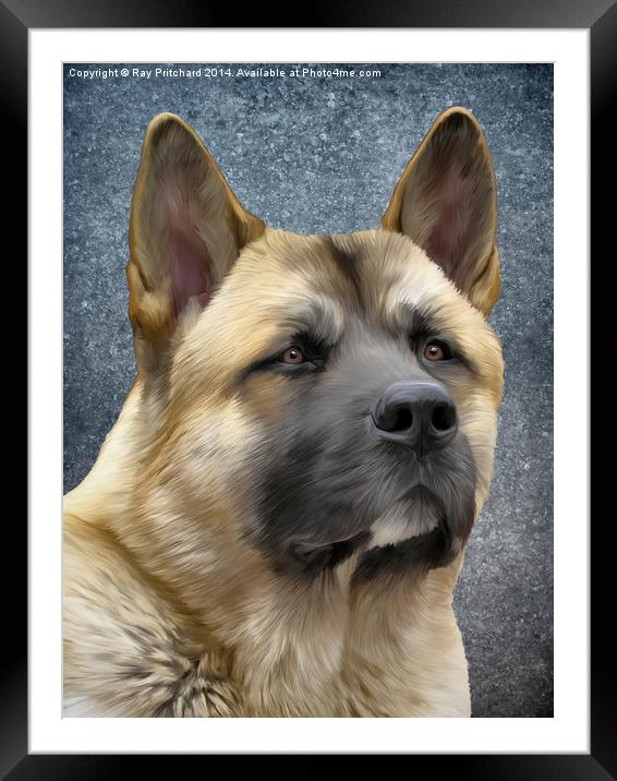 Akita Paintover Framed Mounted Print by Ray Pritchard