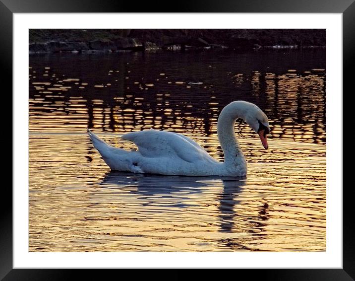 Graceful swan Framed Mounted Print by chrissy woodhouse