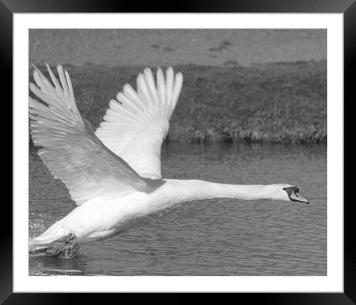 Ready for Take Off Framed Mounted Print by Rob Seales