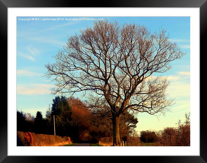 The Bare Oak Standing Proud Framed Mounted Print by Bill Lighterness