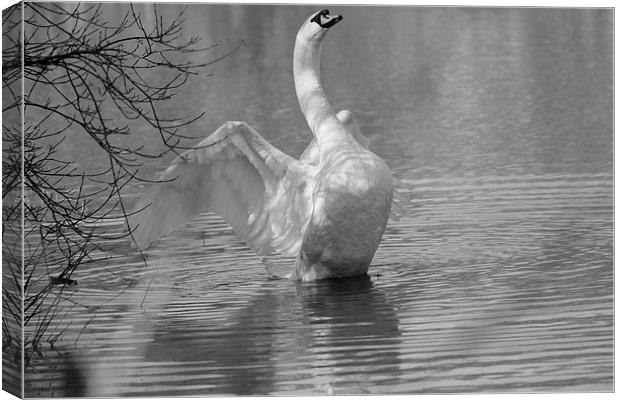 Swan Stretching Canvas Print by Rob Seales