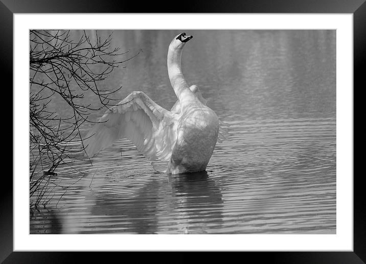 Swan Stretching Framed Mounted Print by Rob Seales