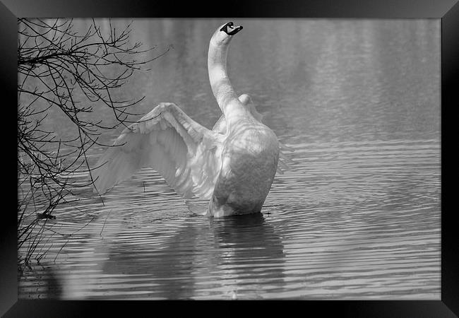 Swan Stretching Framed Print by Rob Seales
