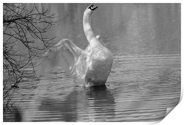 Swan Stretching Print by Rob Seales