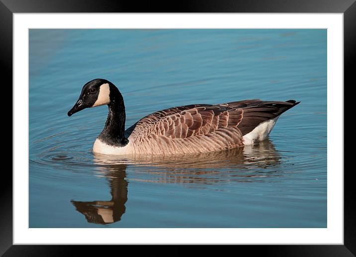 Canada Goose Framed Mounted Print by Rob Seales
