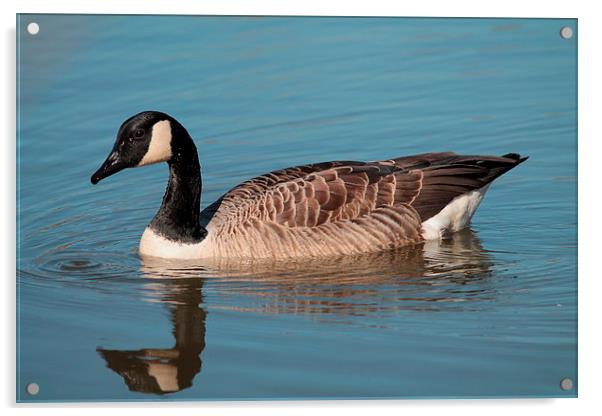 Canada Goose Acrylic by Rob Seales