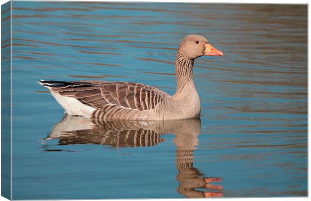 Reflecting Goose Canvas Print by Rob Seales