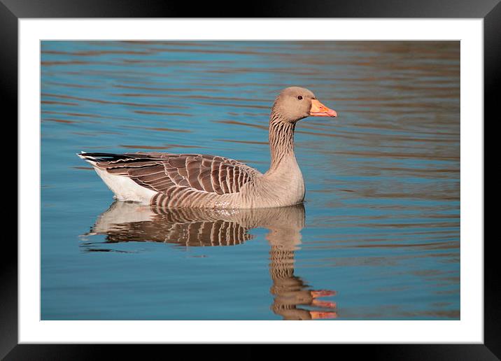 Reflecting Goose Framed Mounted Print by Rob Seales