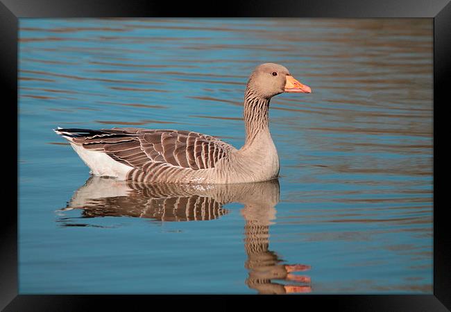 Reflecting Goose Framed Print by Rob Seales