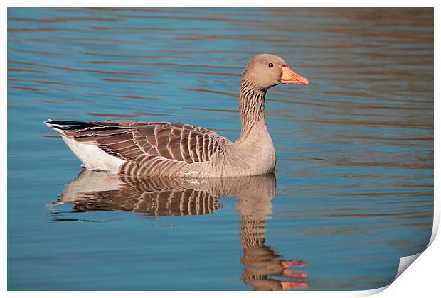 Reflecting Goose Print by Rob Seales