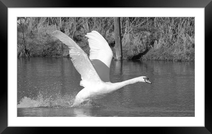 Swan Flight Framed Mounted Print by Rob Seales