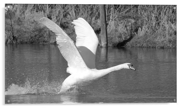Swan Flight Acrylic by Rob Seales