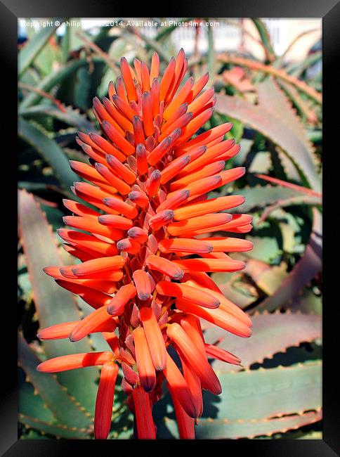 Spanish Cactus Flower Framed Print by philip milner