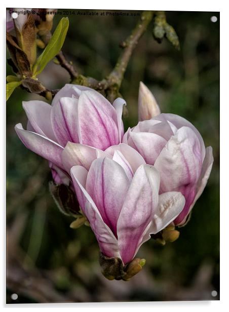 springtime magnolia Acrylic by Jo Beerens