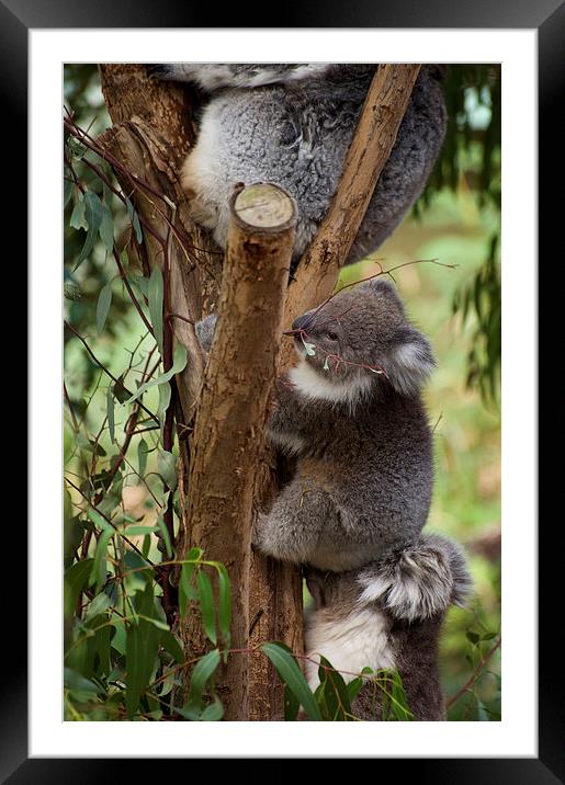 Koala Tree Framed Mounted Print by Graham Palmer