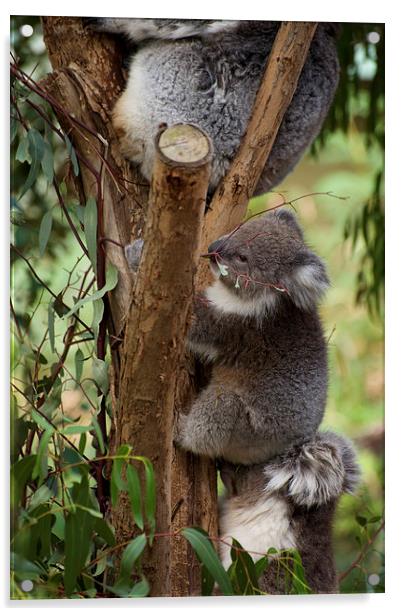 Koala Tree Acrylic by Graham Palmer