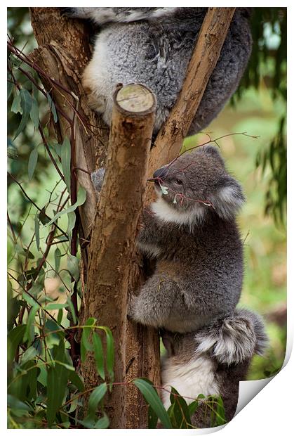 Koala Tree Print by Graham Palmer