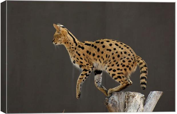 One Small Step For A Serval... Canvas Print by Graham Palmer