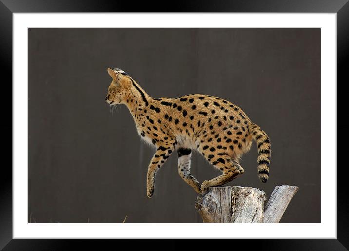 One Small Step For A Serval... Framed Mounted Print by Graham Palmer