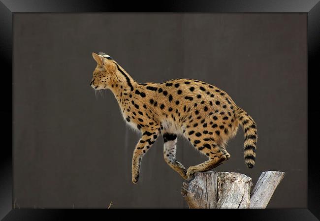 One Small Step For A Serval... Framed Print by Graham Palmer