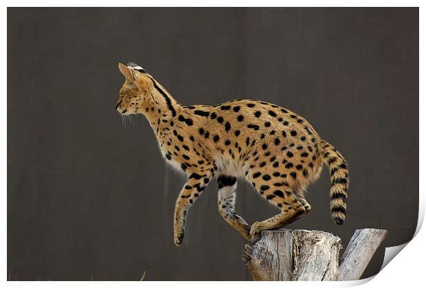 One Small Step For A Serval... Print by Graham Palmer