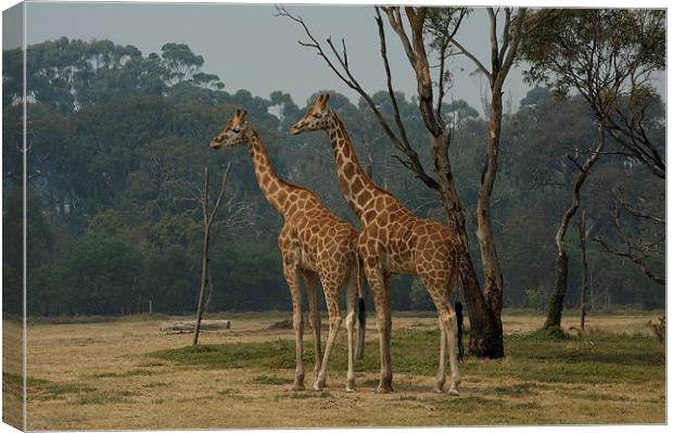 The Boys Canvas Print by Graham Palmer