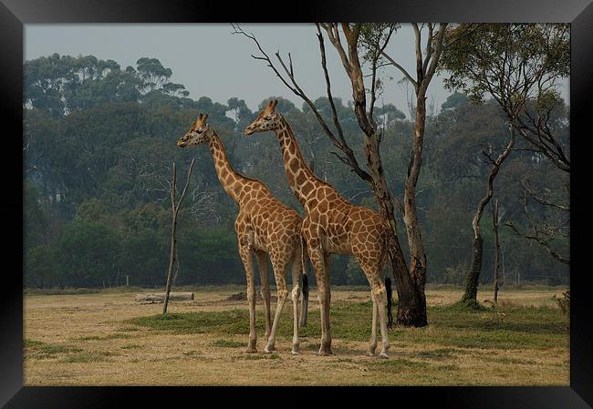 The Boys Framed Print by Graham Palmer