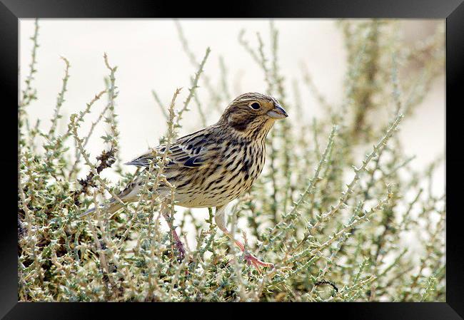 Corn Bunting Framed Print by Jacqueline Burrell