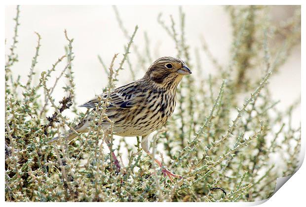 Corn Bunting Print by Jacqueline Burrell