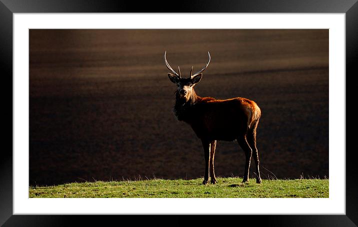 Young stag by the Lochside Framed Mounted Print by Macrae Images