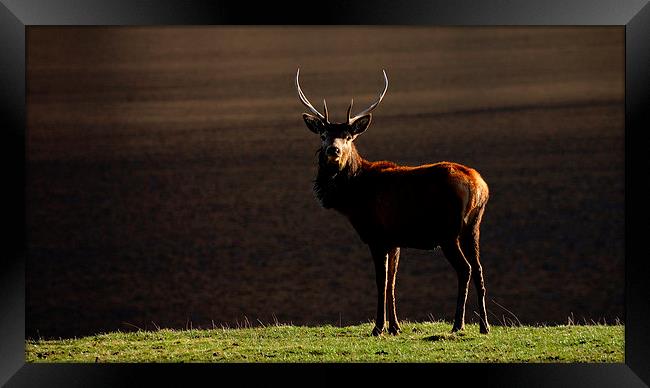 Young stag by the Lochside Framed Print by Macrae Images