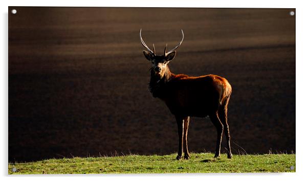 Young stag by the Lochside Acrylic by Macrae Images