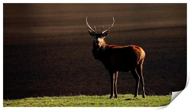 Young stag by the Lochside Print by Macrae Images