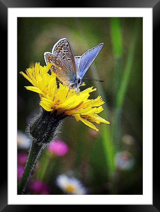 COMMON BLUE BUTTERFLY Framed Mounted Print by Anthony R Dudley (LRPS)