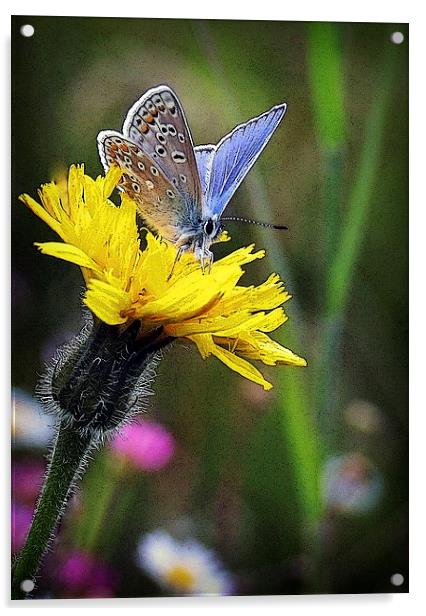 COMMON BLUE BUTTERFLY Acrylic by Anthony R Dudley (LRPS)