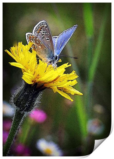 COMMON BLUE BUTTERFLY Print by Anthony R Dudley (LRPS)
