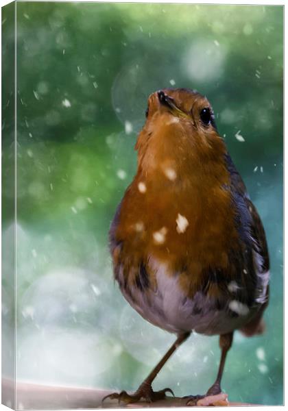 Winter Robin Canvas Print by James Cheesman