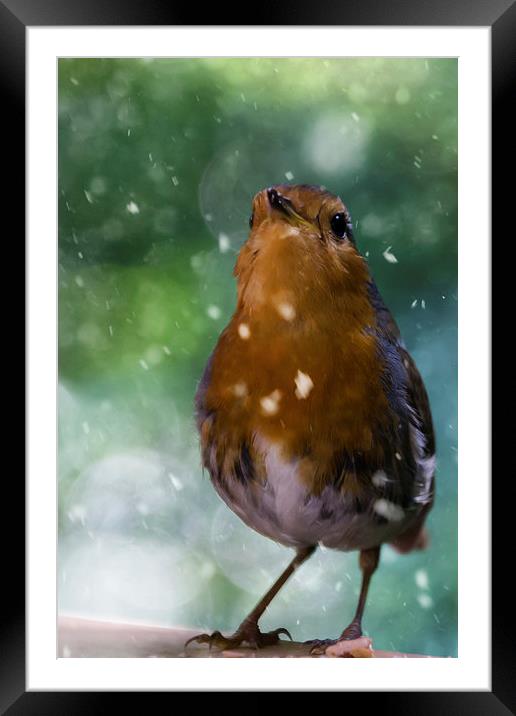 Winter Robin Framed Mounted Print by James Cheesman