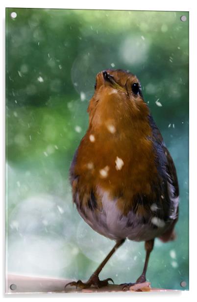 Winter Robin Acrylic by James Cheesman
