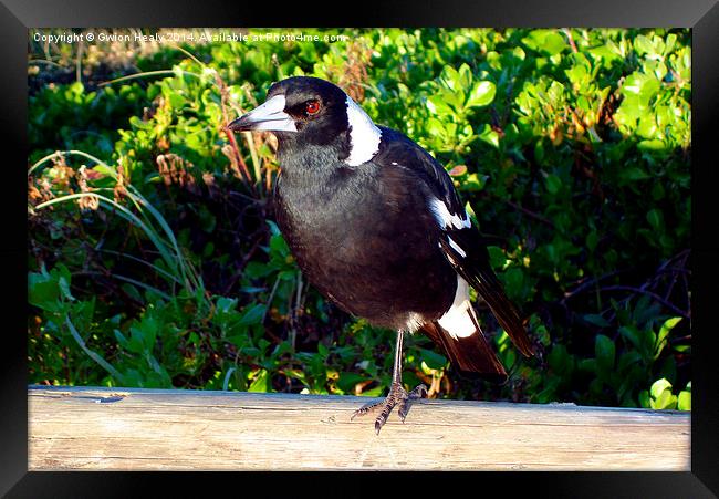 Aussie Magpie Framed Print by Gwion Healy