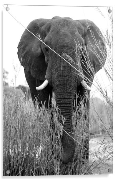 Elephant Head-on Acrylic by Vince Warrington