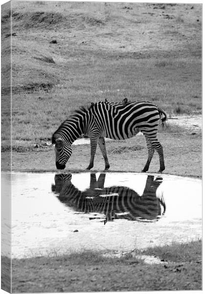 Zebra On Reflection Canvas Print by Vince Warrington