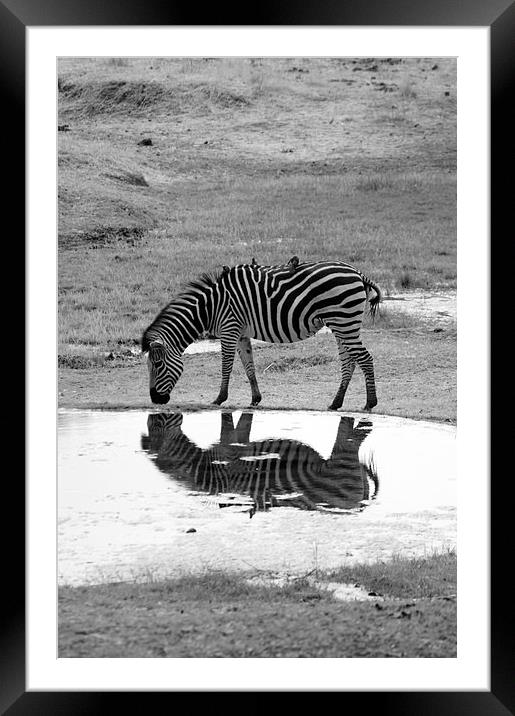 Zebra On Reflection Framed Mounted Print by Vince Warrington