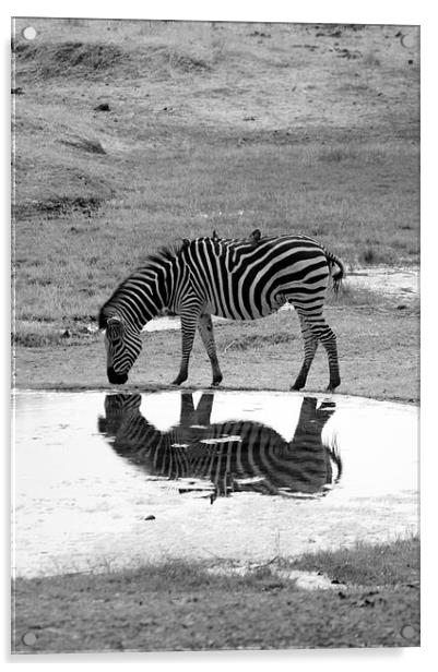 Zebra On Reflection Acrylic by Vince Warrington