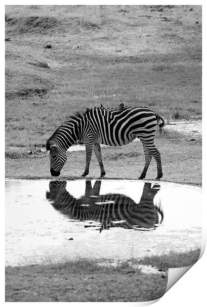 Zebra On Reflection Print by Vince Warrington