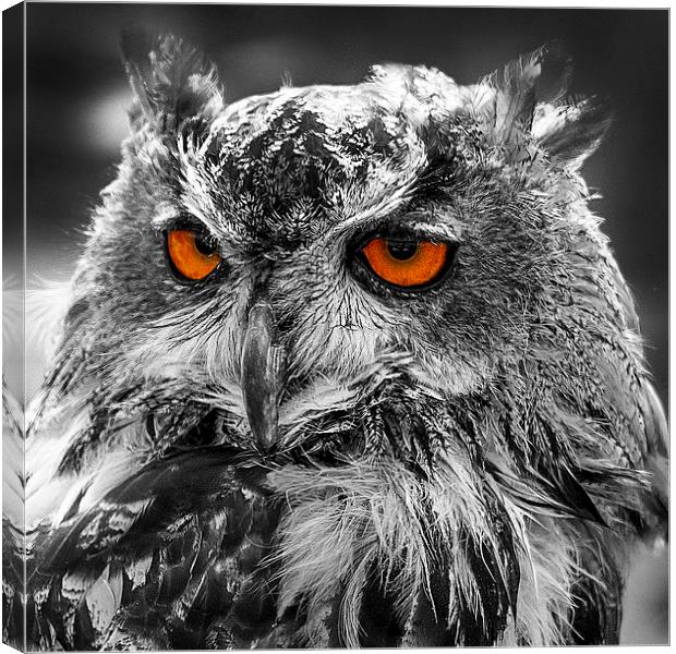Eagle Owl Orange Eyes Canvas Print by J Biggadike