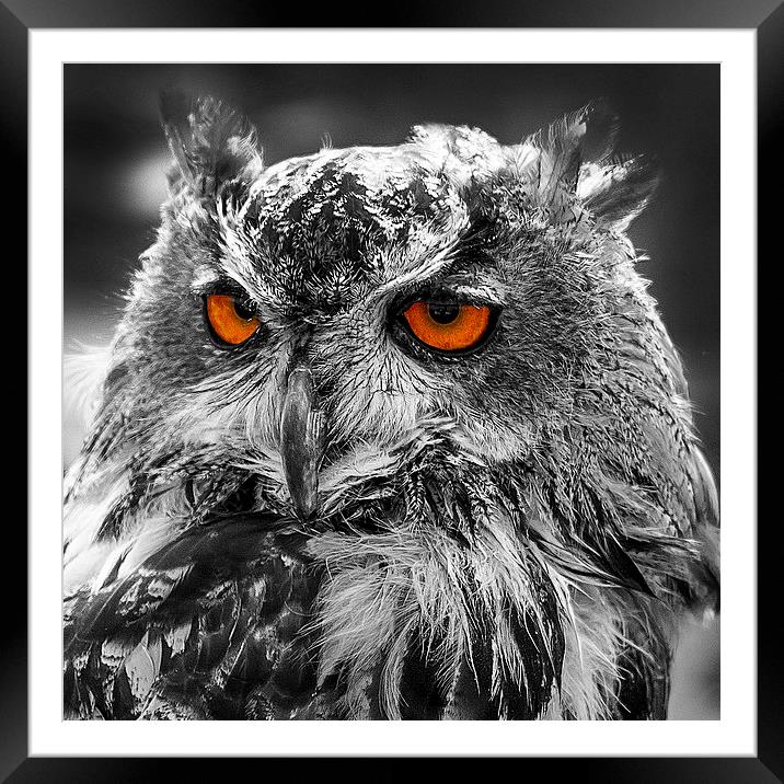Eagle Owl Orange Eyes Framed Mounted Print by J Biggadike